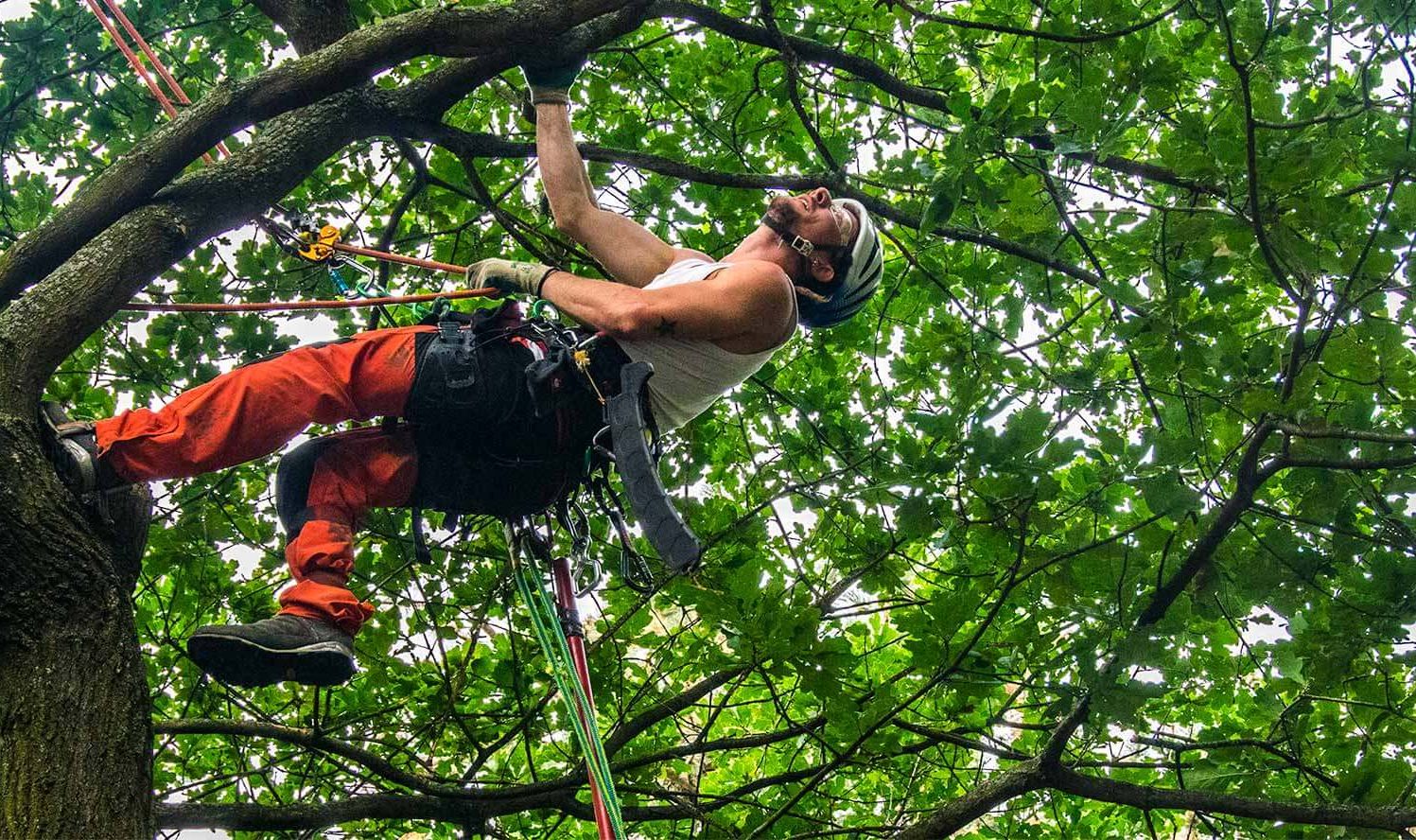 baumpflege-faellungen