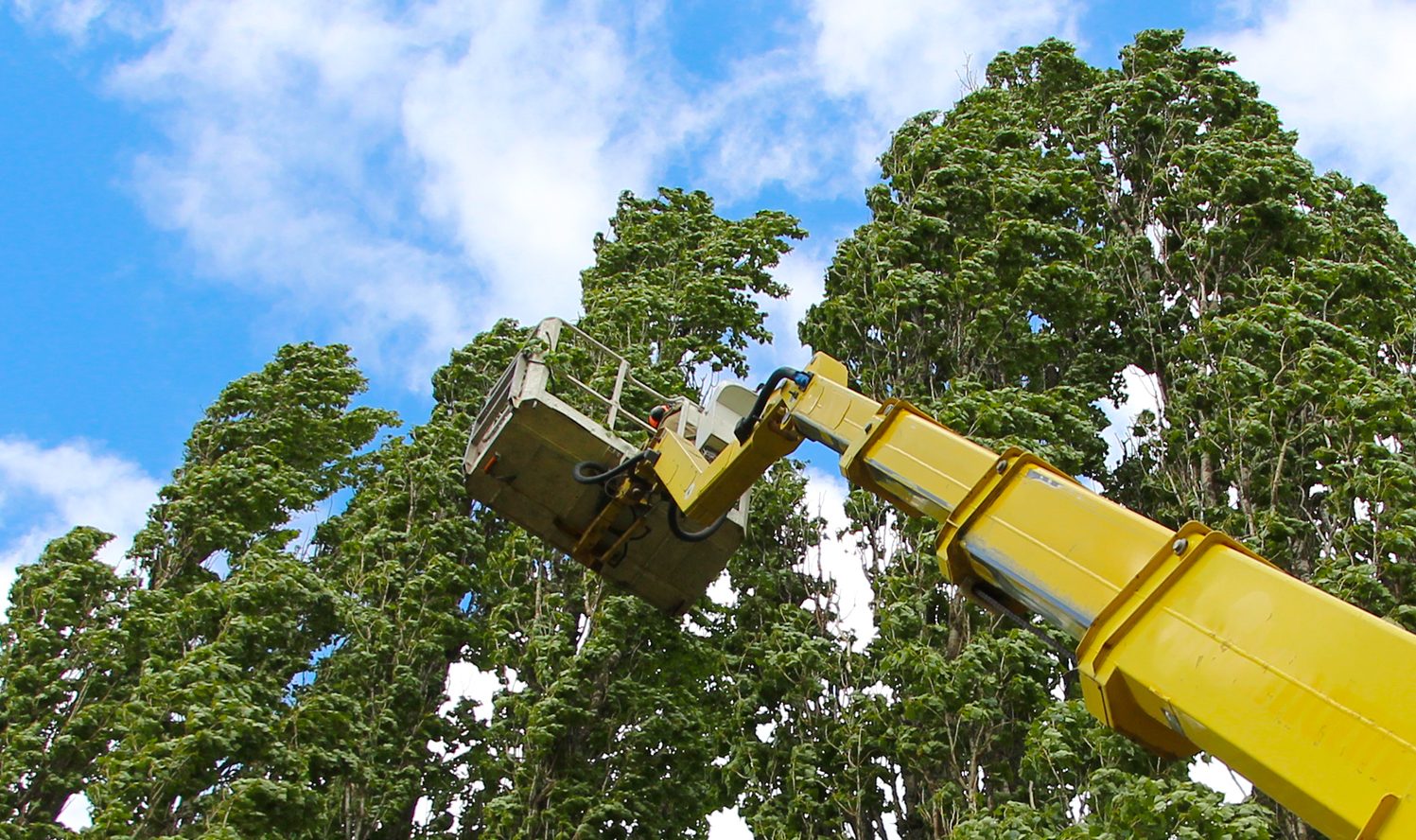 kranfällungen Kranfällung ohne SKT