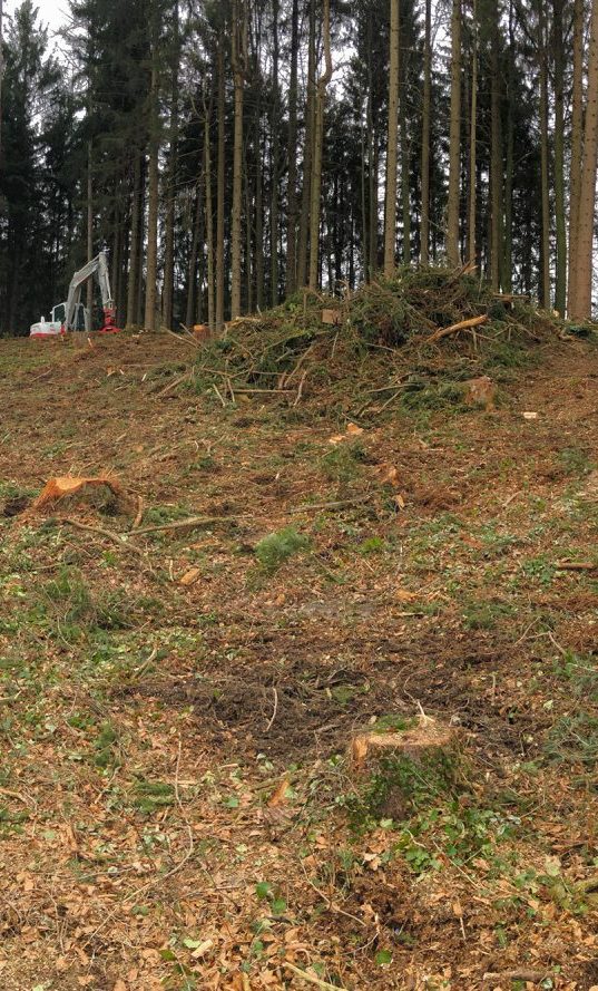 Rodungsarbeiten